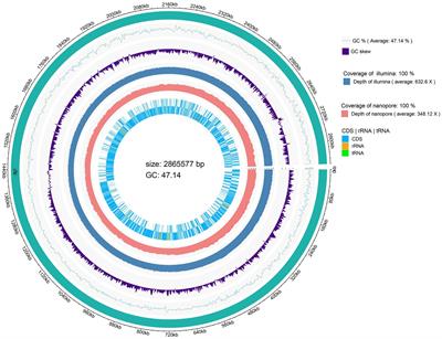 Genomic and in-vitro characteristics of a novel strain Lacticaseibacillus chiayiensis AACE3 isolated from fermented blueberry
